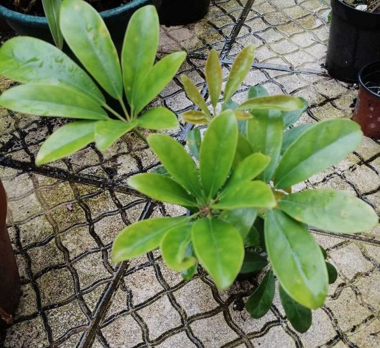 Schefflera planta