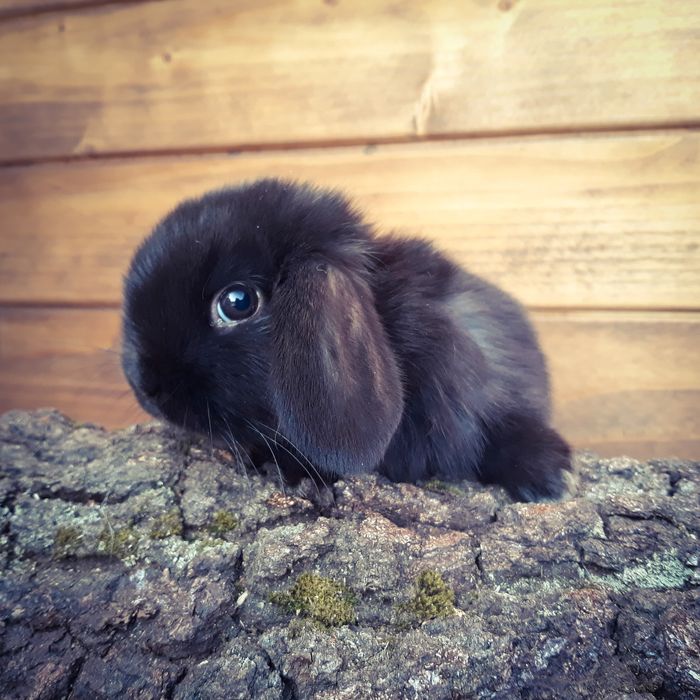 Królik karzełek baranek mini lop czarna perła