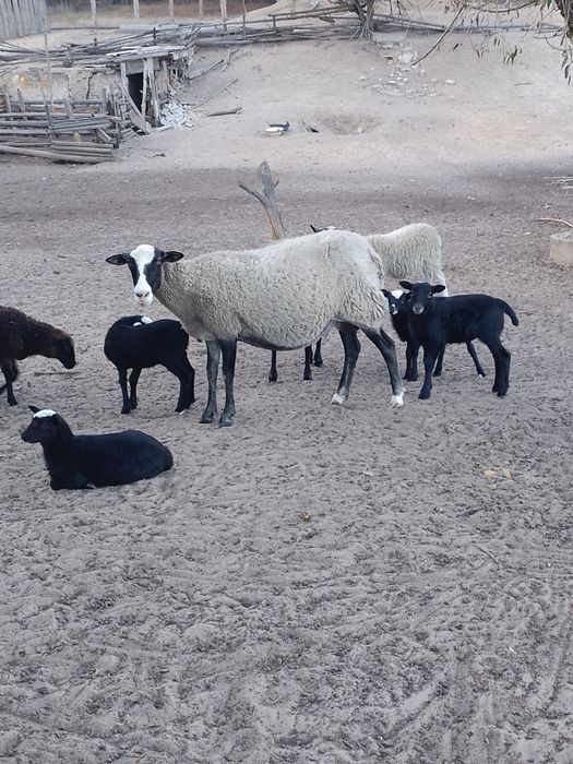 Ягнята романівські.