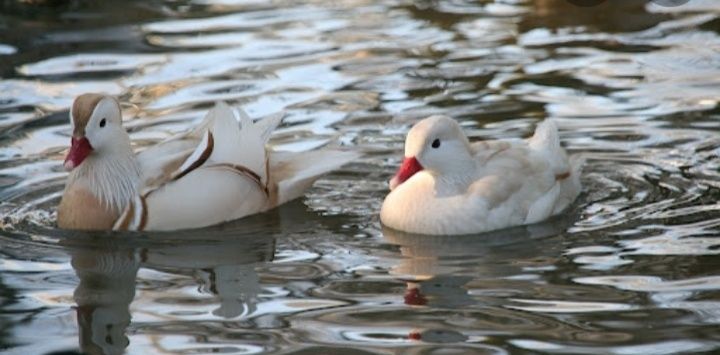 Kaczki  ozdobne  MANDARYNKI  blond  para