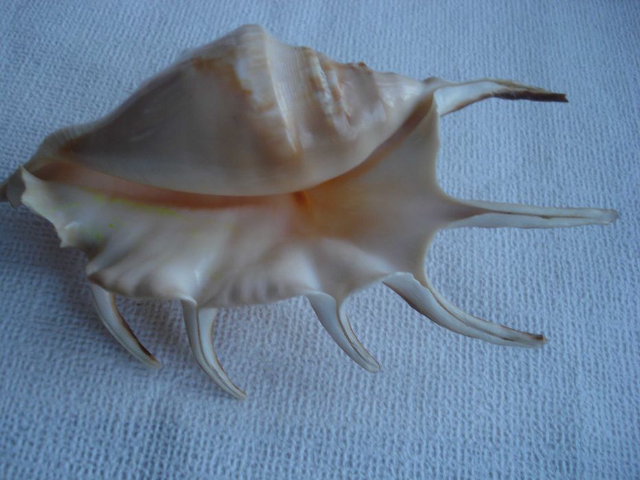 Раковины и кораллы.