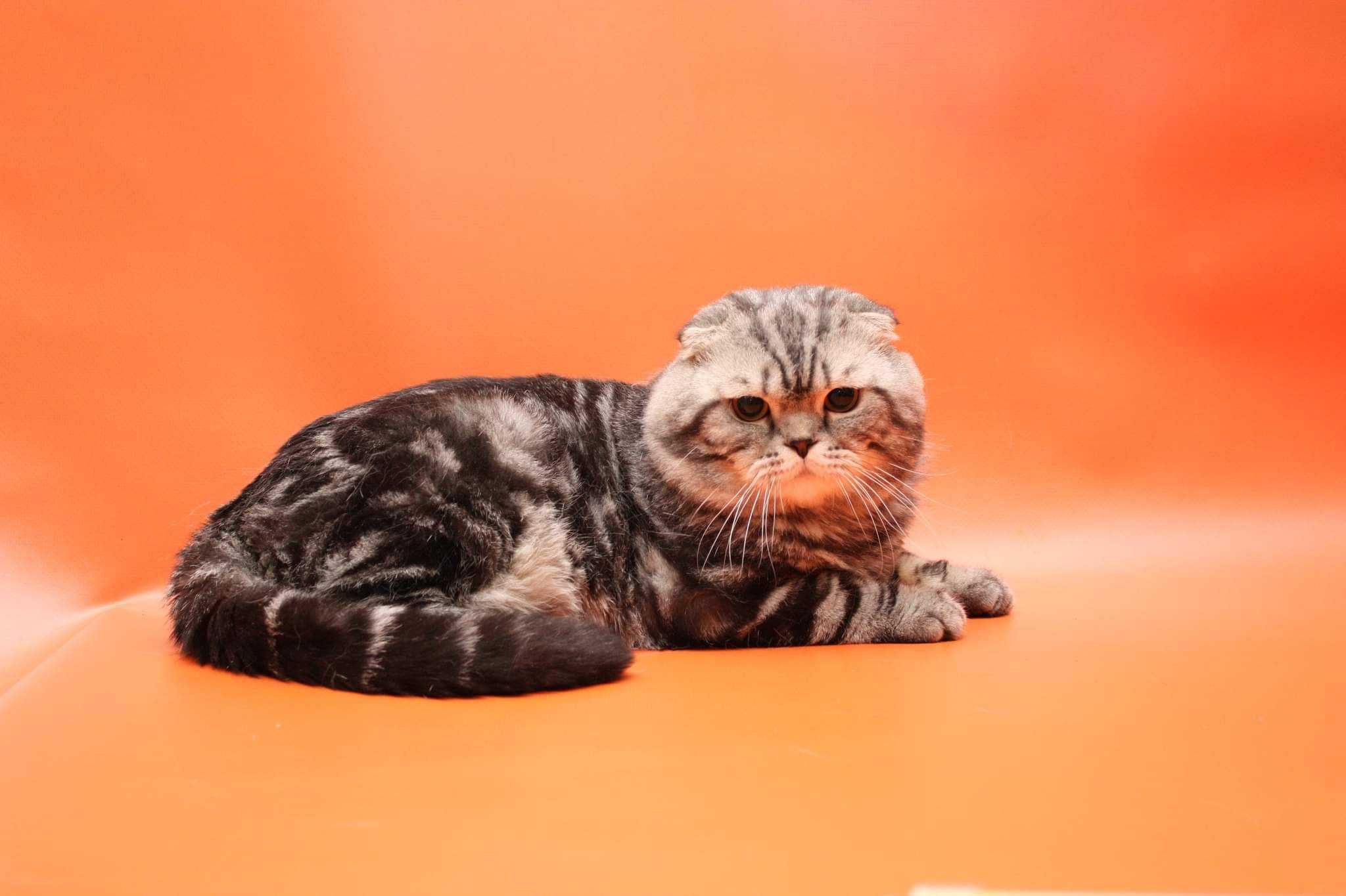 Вязка: Вислоухий шотландский мраморный кот! Киев, Голосеево