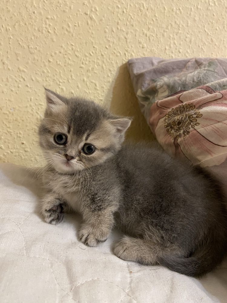 Манчкін scottish munchkin toy
