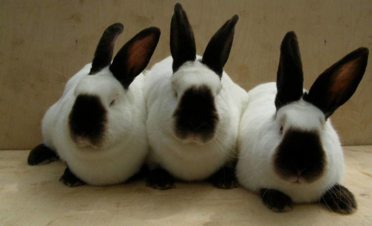 Занимаемся кроликами разных пород звоните