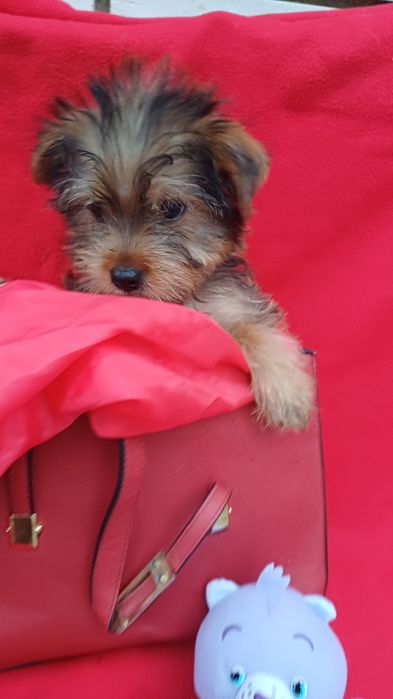 Милий хлопчик -Йоркширський тер'єр.