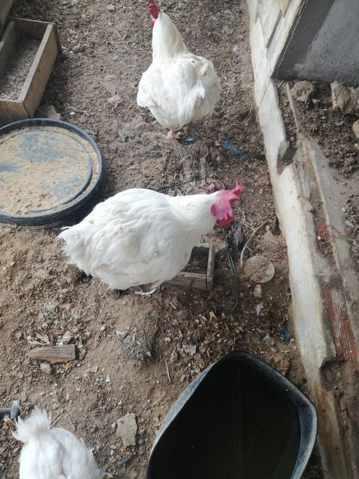 Galos e frangos para venda