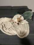 Buldog francuski Bili