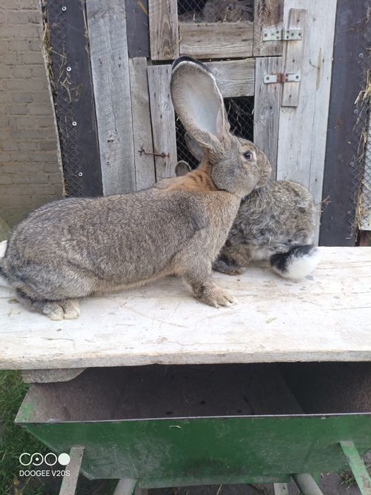 Króliki belgijski olbrzym