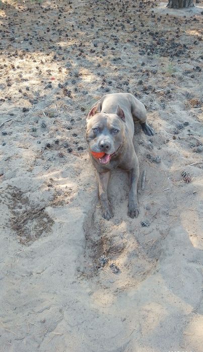 В'язка собак безкоштовно