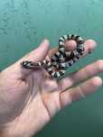 Lancetogłów meksykański Lampropeltis mexicana greeri