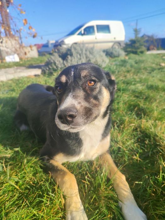 Цуценятко в добрі руки, дівчинка(стерилізація за наш рахунок)