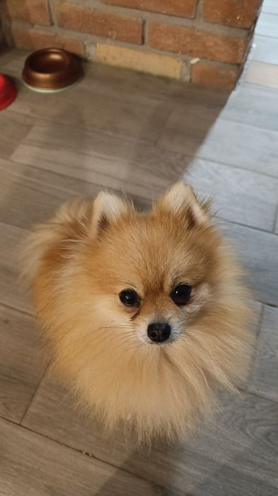 Pomeranian (Szpic miniaturowy) z hodowli z FCI