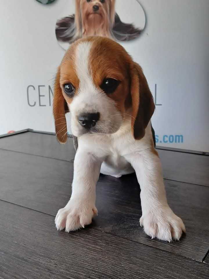 Cachorro Beagle Com LOP