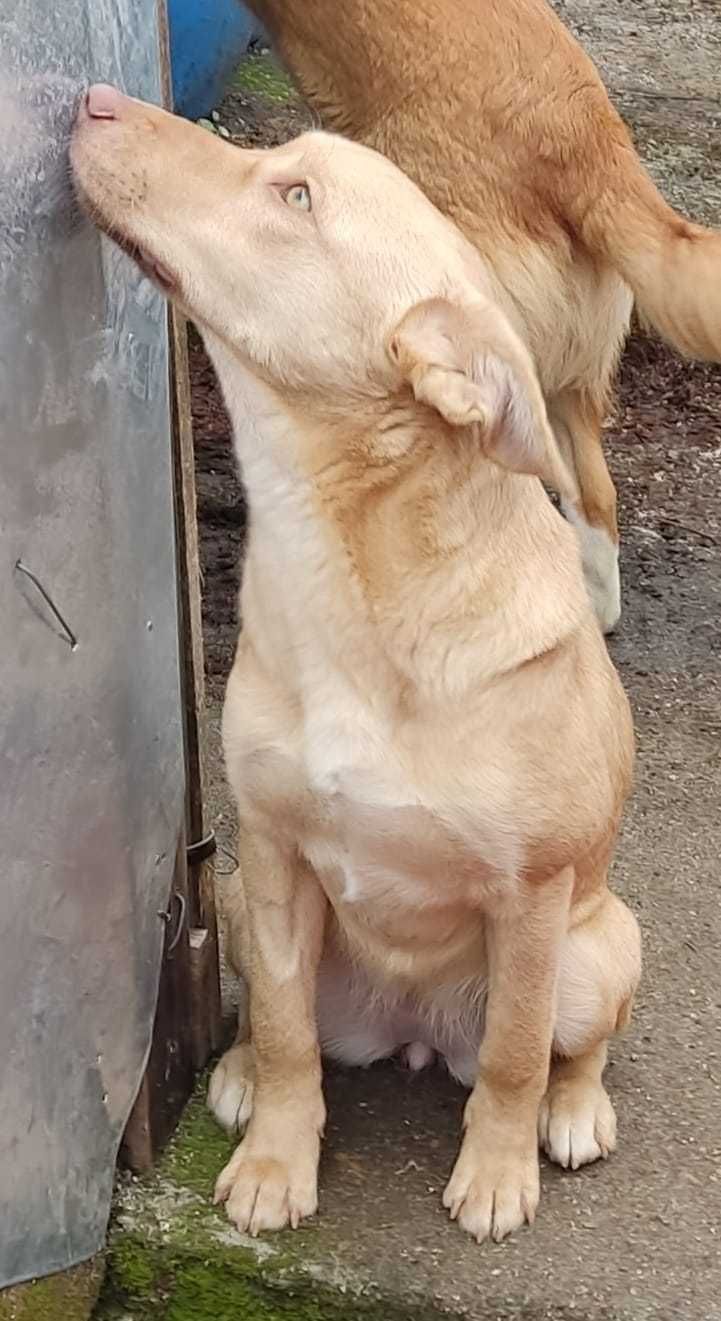 Cachorros abandonados (cinco meses)