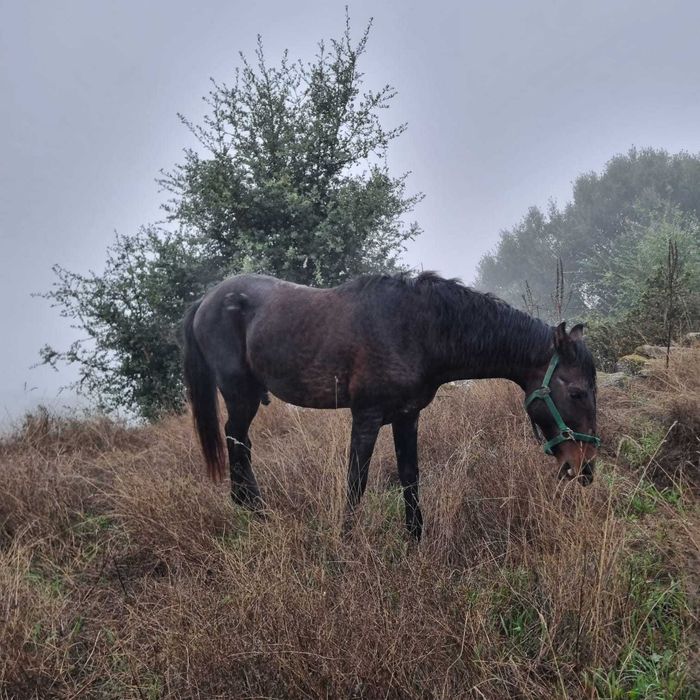 Cavalo cruzado para venda