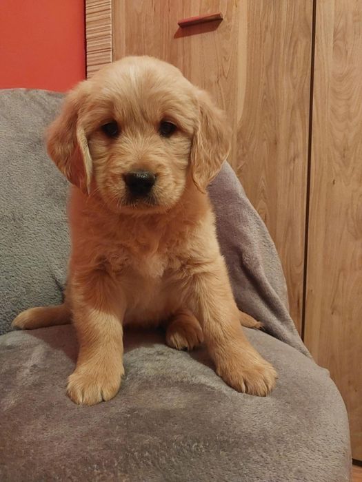 Golden Retriver sunia !!! Gotowa na zmianę domu !!!