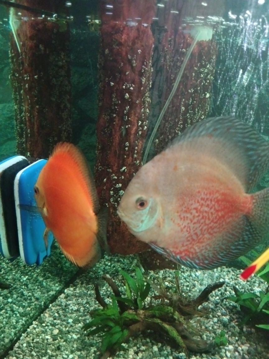 Vendo casal de Discus