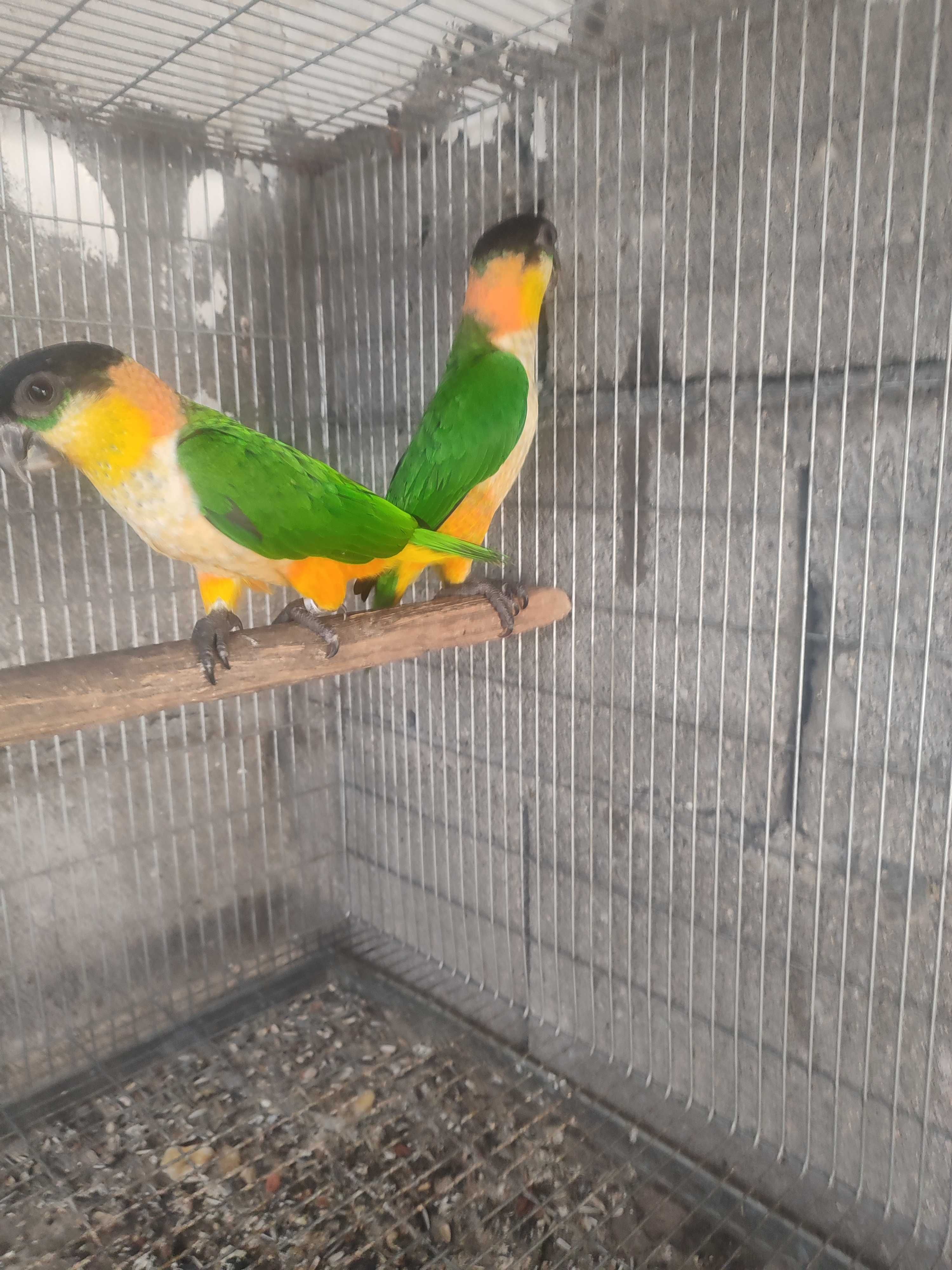 Marianinhas cabeça preta