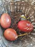 Ovos Marans ( Férteis)