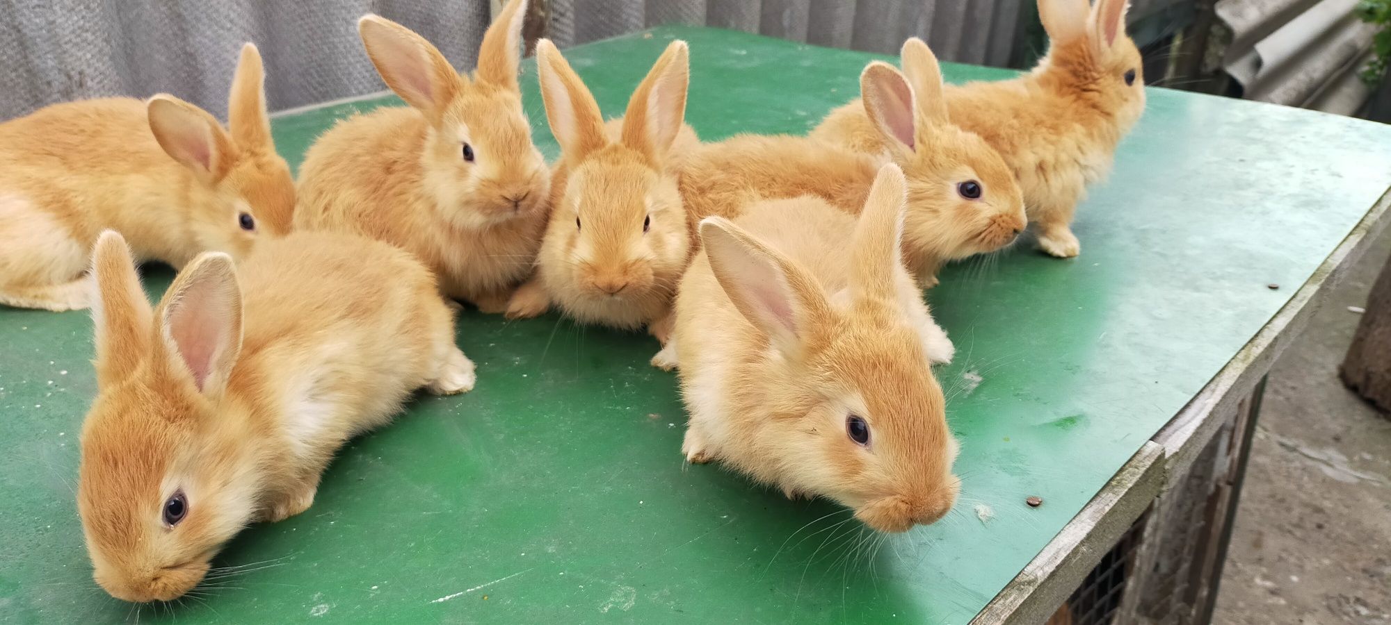 Продам кроликов !