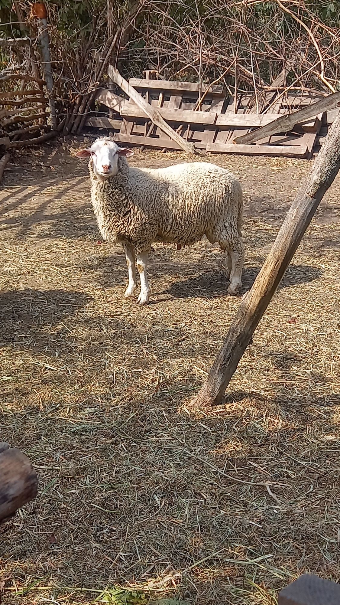 Продам ягня, ярочка