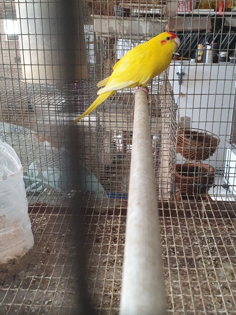 Kakarikis macho Amarelo anilhado de 2025