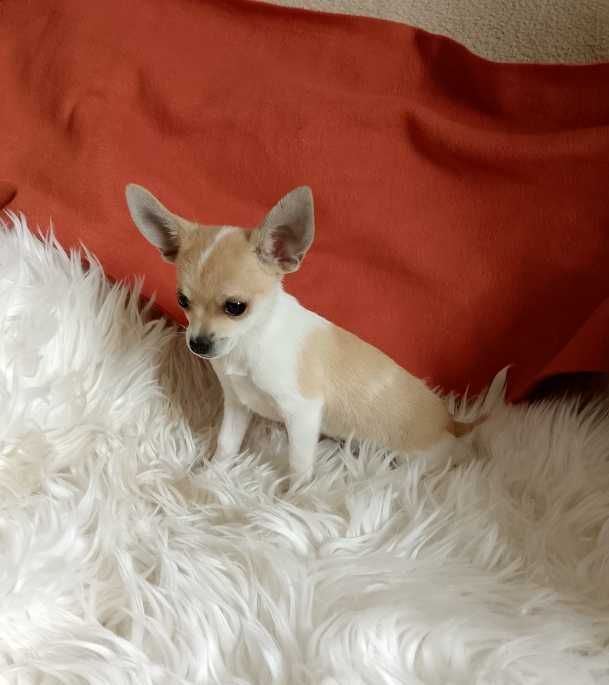 Chihuahua dziewczynka, komplet szczepień