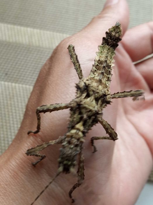 Палочники домашні тварини