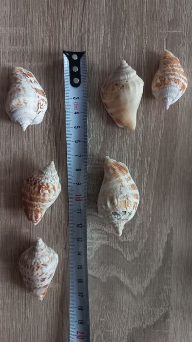 30 szt.muszle, muszelki ozdobne np. do akwarium