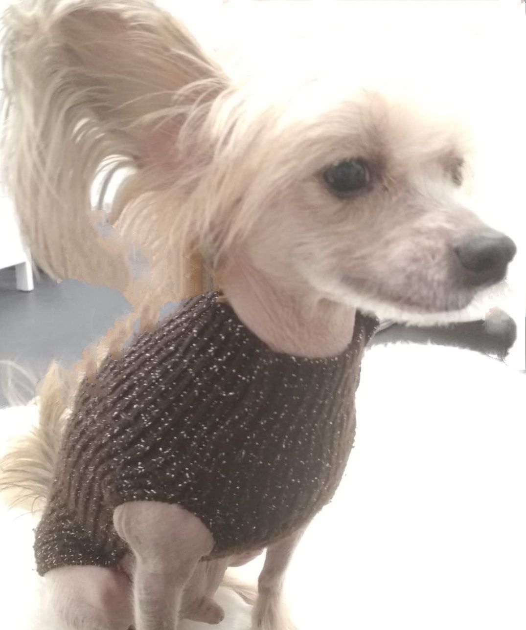 Sweterek dla yorka chihuahua pinczerek