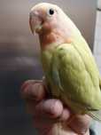agapornis rosecolins a domesticar