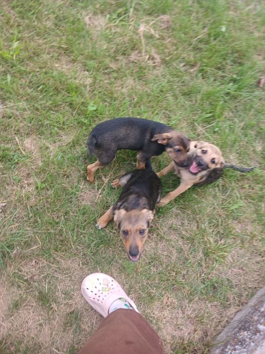 БЕЗКОШТОВНО  відаю 3 цуцинят