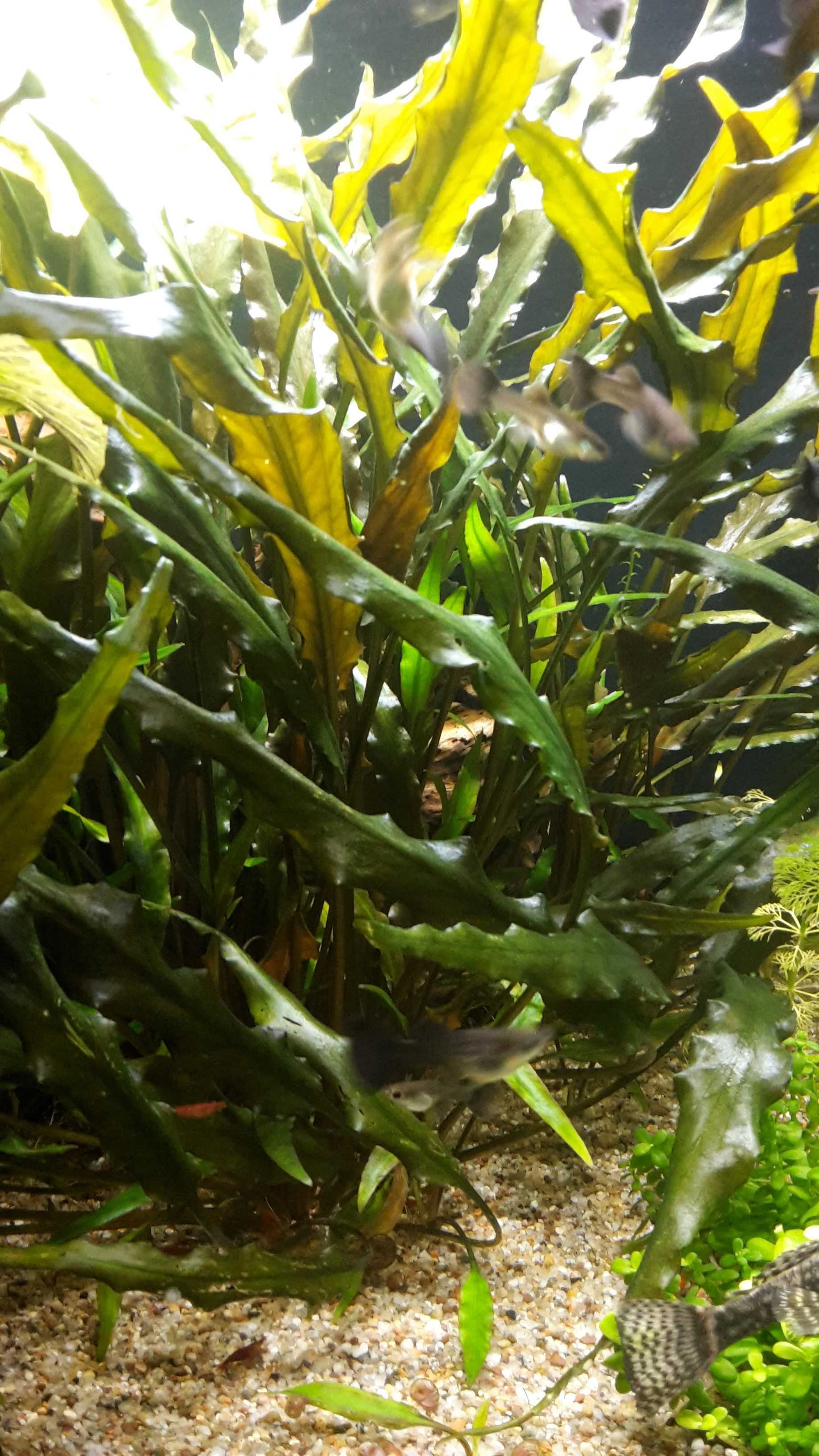 Kryptokoryna wendtii brown (Cryptocoryne wendtii brown)