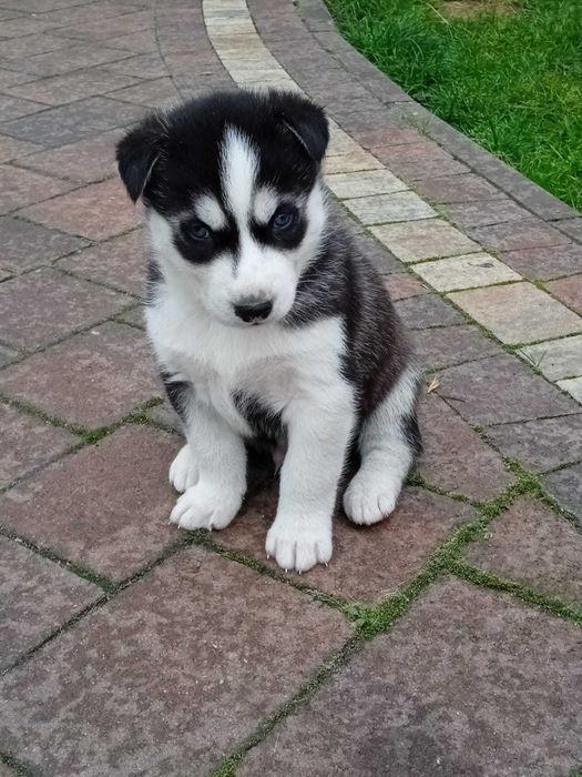 Szczeniaki Syberian Husky