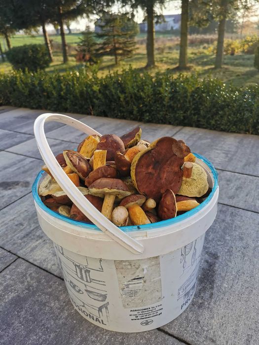 Grzyby dopiero zebrane