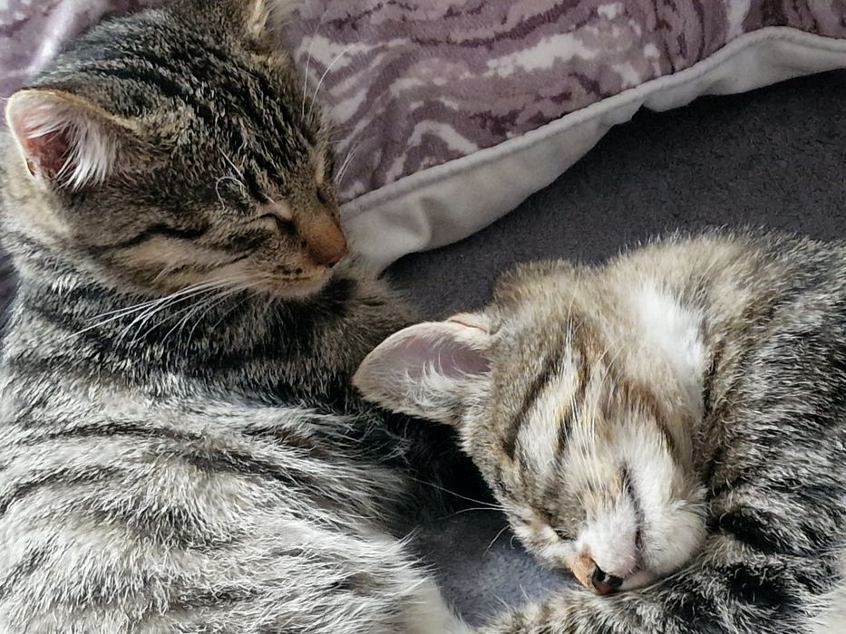 Luna i Perse do adopcji