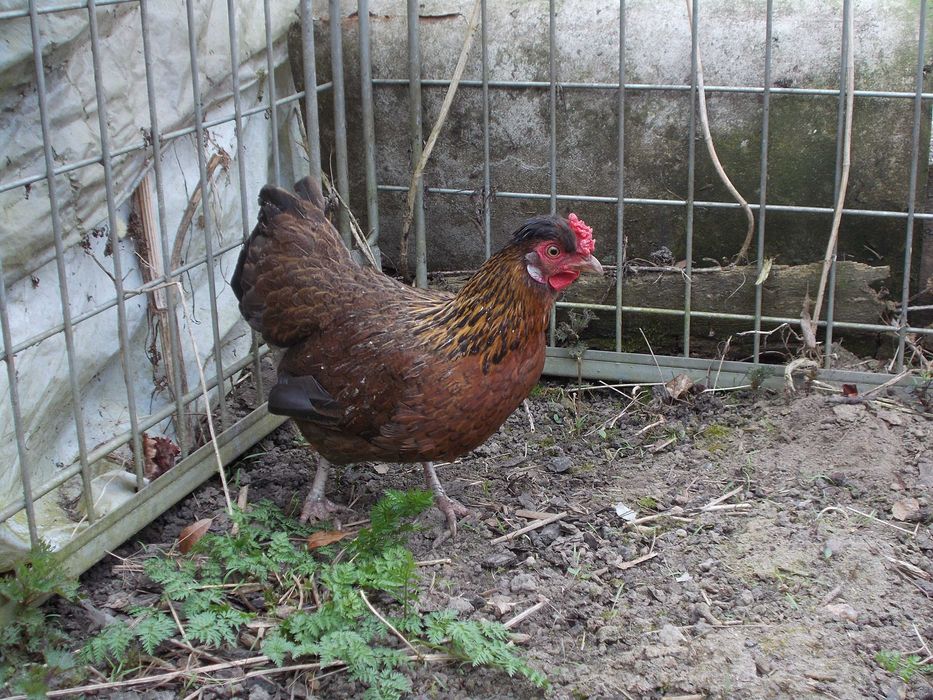 Kury miniaturki - 2 kurki kuropatwiane