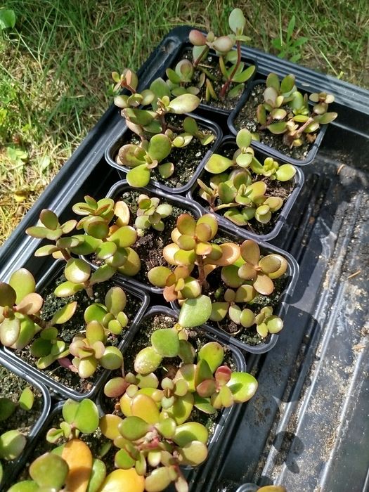 Małe sadzonki grubsza drzewko szczęścia