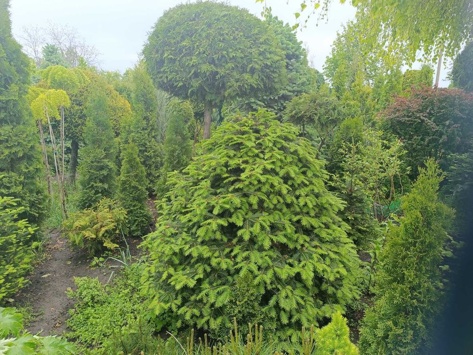 Ялиці -  бальзамічна, біла, інші,  м'яка хвоя від 1,0 до 2,5 метра