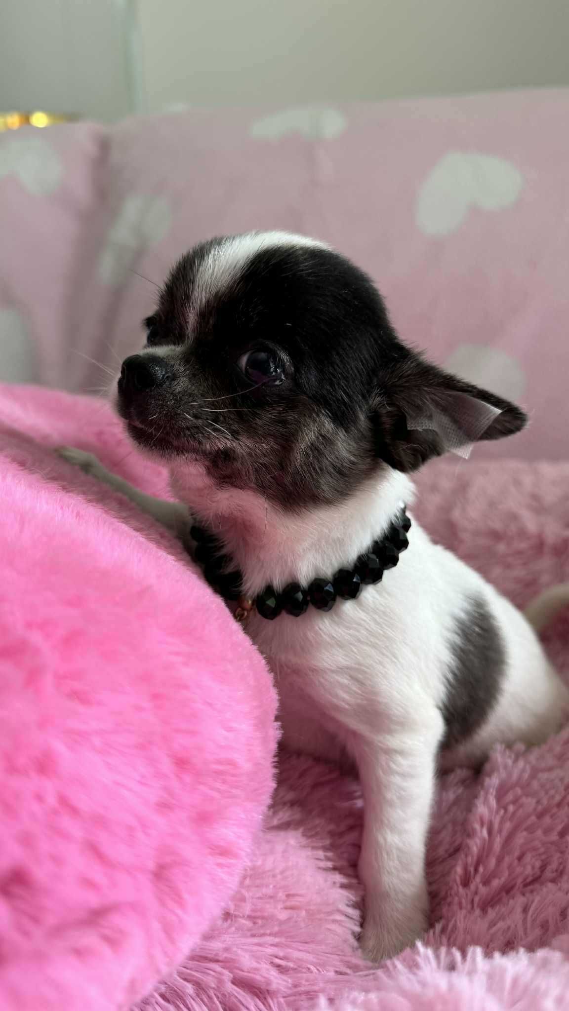 Chihuahua Piesek z Rodowodem*Tricolor* Impuls *Mini*