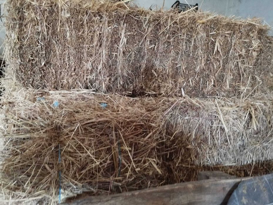 50 Fardos de Palha Aveia - 5€ cada fardo