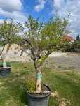 Drzewko Granat Punica Granatum Granatowiec właściwy