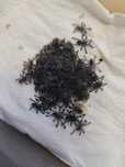 Ptasznik Avicularia Columbia L1