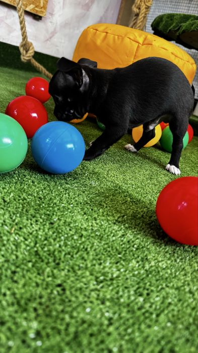 Mini xs chłopiec Chihuahua - gotowy! Canis e Catus FCE