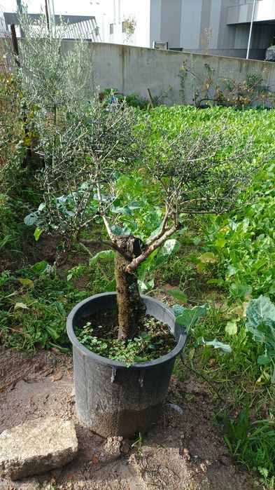 Oliveira em vaso já formada para jardim