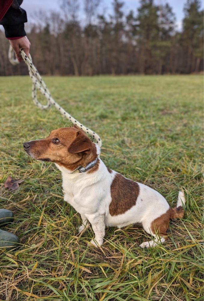 Pies w typie Jack russell terrier do odpowiedzialnej adopcji