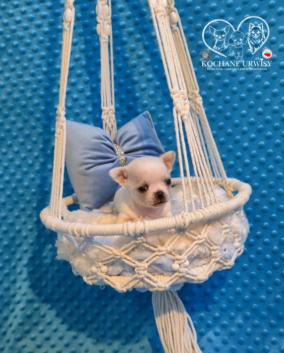 Perełka- malutki biały chłopczyk Chihuahua krótkowłosy