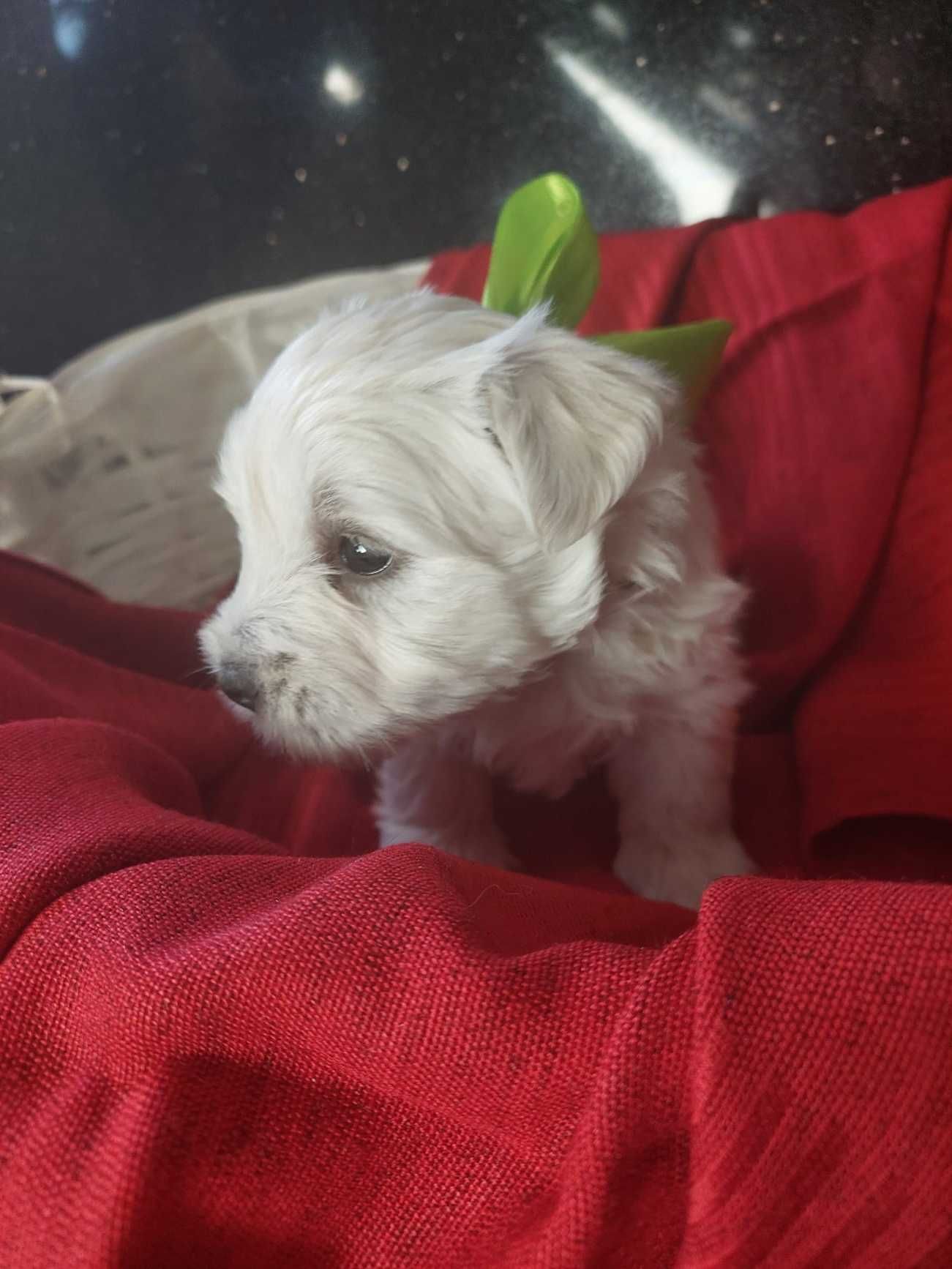 West highland white terrier suczka