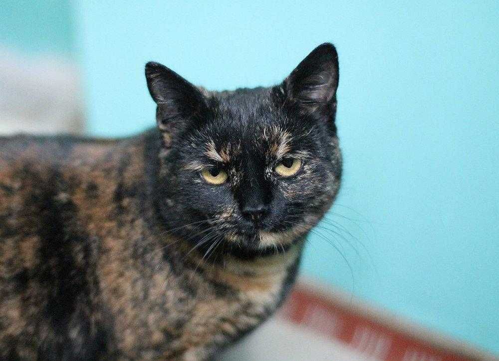 Koteczka Ida do adopcji!!