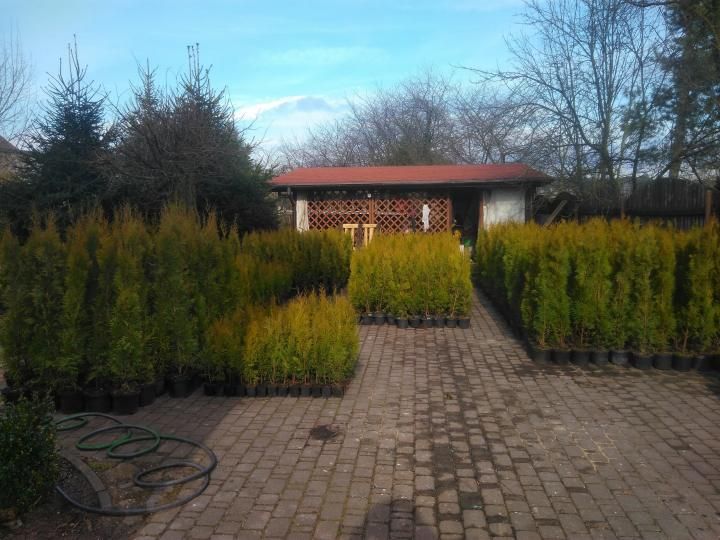 Thuja Smaragd 80 - 90 cm w Donicy max przyjec Podlaska TANI DOWÓZ